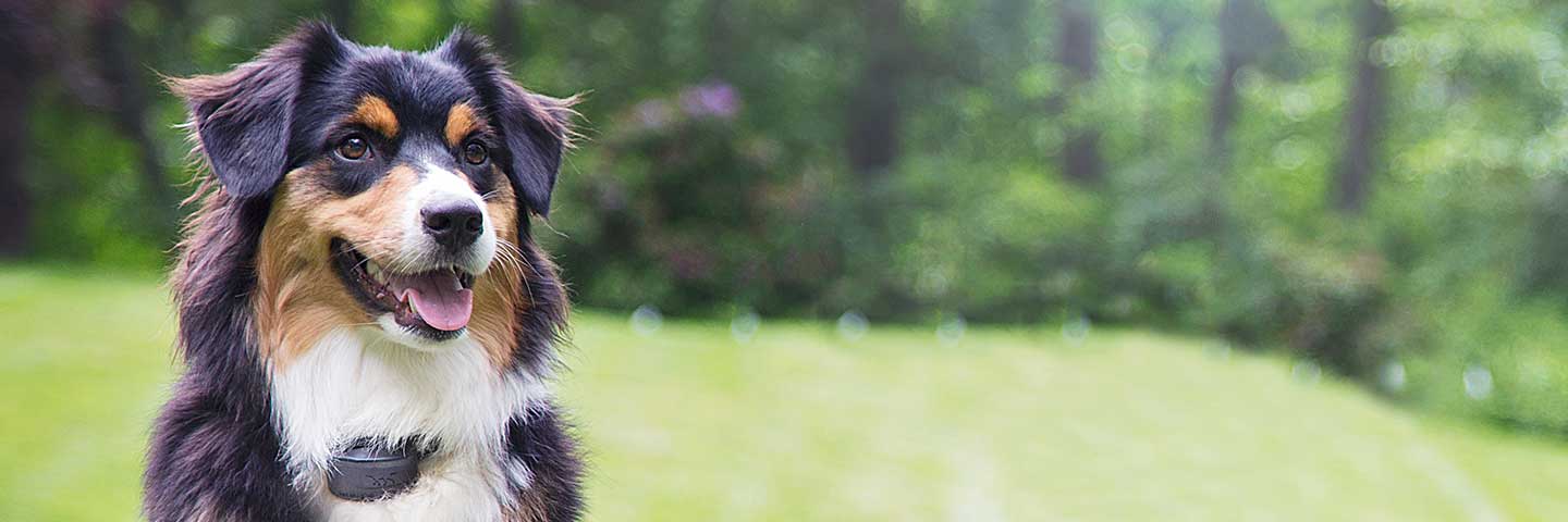 Special Offers DogWatch by Perry Fence, Fayetteville, Pennsylvania | Special Offers Footer Image Image