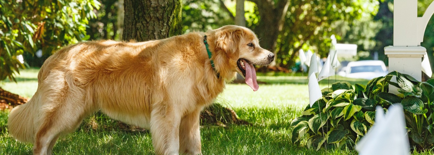 DogWatch by Perry Fence, Fayetteville, Pennsylvania | Outdoor Hidden Dog Fences Slider Image