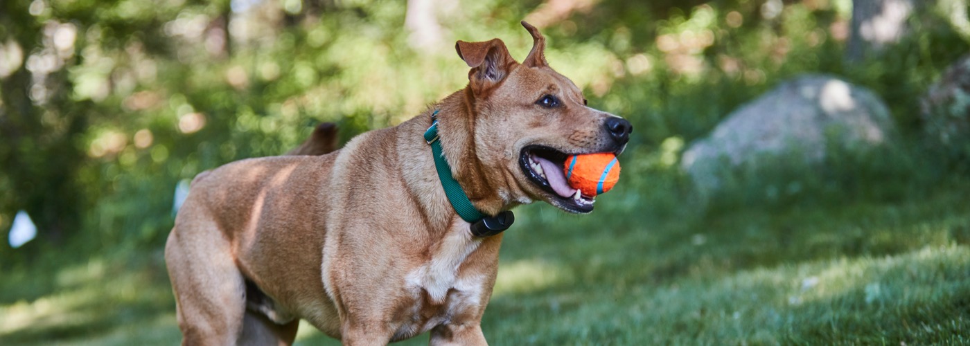 DogWatch by Perry Fence, Fayetteville, Pennsylvania | ProFenceX Slider Image